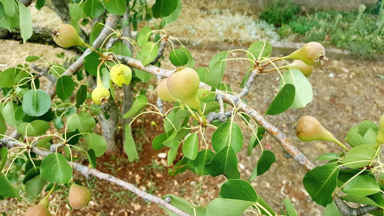 Konjevrate Village House Fafarinka - Close To Krka National Park מראה חיצוני תמונה